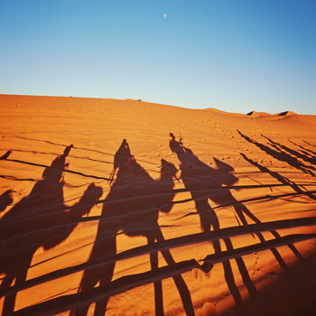 shadows-camels-sahara-desert-merzouga